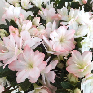 Ԗ ؂̕c/văccWFbW[i3-4|bg