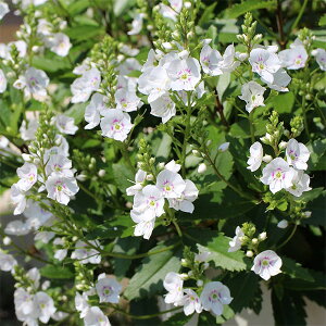 Ԃ̕c/pw[xF}IzCg3|bg