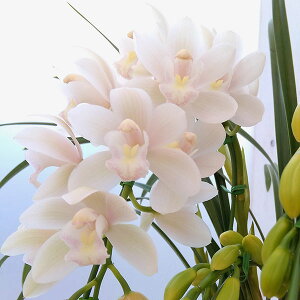 VrWEFACX_X2{A[`d5픫A