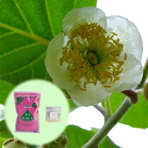 楽天市場】キウイ 受粉 用 花粉の通販