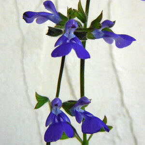 Ԃ̕c/TrAFViGVX RX~bNu[3|bg 6Zbg