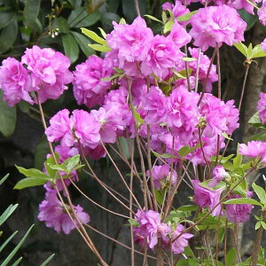 Ԗ ؂̕c/ccWFccW40`50cm