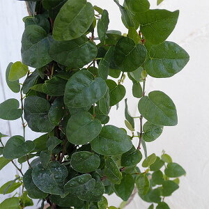 ڂ́FIIC^ritBJX v~jFΗt5 1m