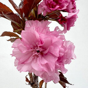 Ԗ ؂̕c/FCo[KfB6|bg