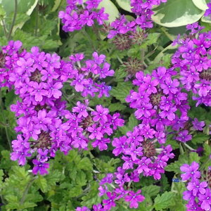 Ԃ̕c/o[xiiϊjFzXebhp[v3|bg