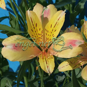 Ԃ̕c/AXgAFWCS[h3.5|bg