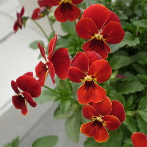 Ԃ̕c/rIF@قނ3-3.5|bg 12Zbg