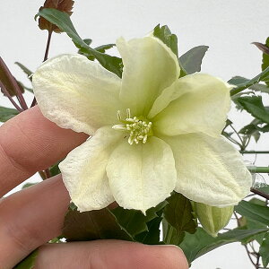 N}`XFVzTWOx6Ai~炫EVzTnj