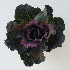 Ԃ̕c/n{^FJiGԁj t3|bg