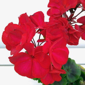 Ԃ̕c/[jEFgDoI3.5|bg