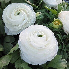 草花の苗/ラナンキュラス：アヤリッチ・ホワイト系3.5号ポット