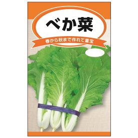 べか菜（山東菜）[結球しない白菜　春～秋まで作れる葉もの　野菜タネ]