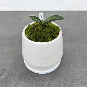 ϗtA/IgiNjFEA^SEMt