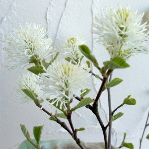 Ԗ ؂̕c/Voi}TNitHTMjFeBR[ }EgG[3|bg