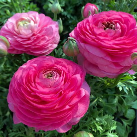 草花の苗/ラナンキュラス：スプリンクル・ライトピンク3.5号ポット