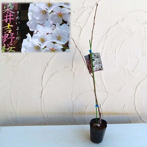 植木 盆栽 桜 ソメイヨシノ 庭木の人気商品 通販 価格比較 価格 Com