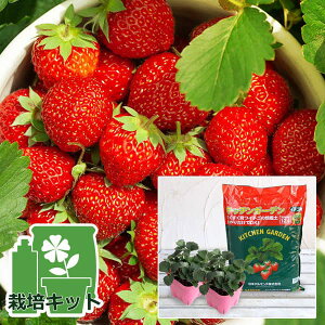 ؂̕c/̂񂽂͔|ZbgiłłjFC`SFlGȂ肢 ܂