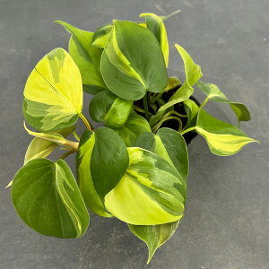 �ϗt�A��/�t�B���f���h�����F�I�L�V�J���W�E�� �u���W�� 3���|�b�g