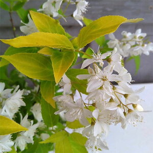 Ԗ ؂̕c/qEcMFCVfA3|bg