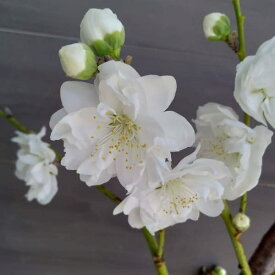 花木 庭木の苗/花桃：残雪枝垂れ（ザンセツシダレ）4～5号ポット