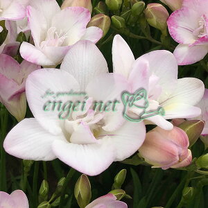 /t[WAF_ChX^[5