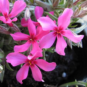 ōiVoUNjFXJ[bgt[3|bg48Zbg