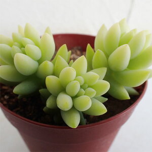 ϗtA/Z_FrAzbv@2.5|bg