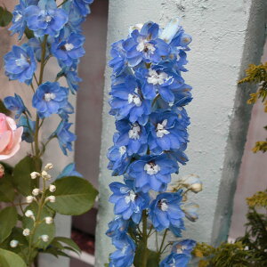 Ԃ̕c/ftBjEFF1I[ u[ij3.5|bg 2Zbg