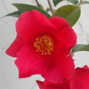 Ԗ ؂̕c/ցiLcoLjFԎW4`4.5|bg