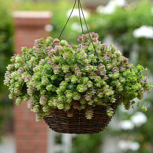 Ԃ̕c/ԃIKmF~tB[[t3-3.5|bg 6Zbg