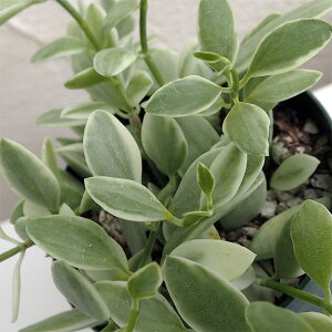 ϗtA/fBXLfBAEGh@2.5|bg