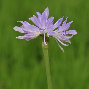 Ԃ̕c/~jA}XFOtBjA3|bg