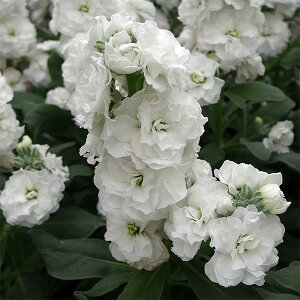 Ԃ̕c/XgbNFxCr[@nC_uzCgidj3-3.5|bg