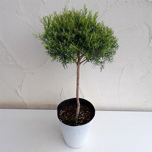 Ԗ ؂̕c/EJFfBJeB[c[4|bgX^hd