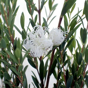 Ԗ ؂̕c/EJFzCg[X2.5|bg