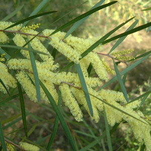 Ԗ ؂̕c/AJVAFtu_3`3.5|bg