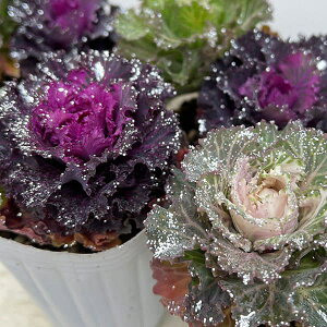 Ԃ̕c/n{^FLLt2.5|bg 4|bgZbg