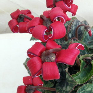 Ԃ̕c/~jVNFJ[3-3.5|bg 3Zbg