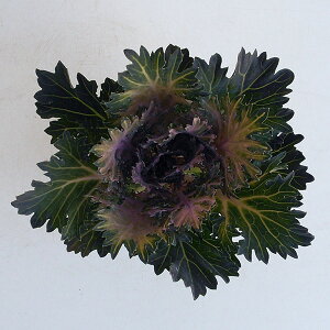 Ԃ̕c/n{^FJiGԁj ObZ3|bg