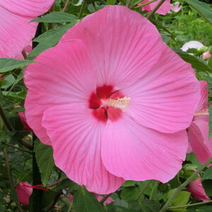 Ԗ ؂̕c/hnCrXJXF^C^rJXFvAfX3.5|bg