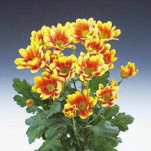 Ԃ̕c/؉ԋecFx炫ςeFniAj2.5|bg 6Zbg