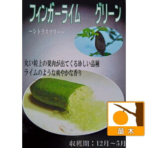ʎ̕c/tBK[CiO[j3|bg