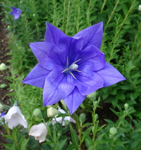 Ԃ̕c/ĂȂLLE(j[jFdnp[v3|bgij 6Zbg