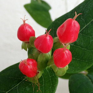 Ԗ ؂̕c/qyJFWG[(bhj3|bg