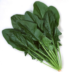 ؂̕c/؂10ApbNET_zE\EFn^[iؕcj