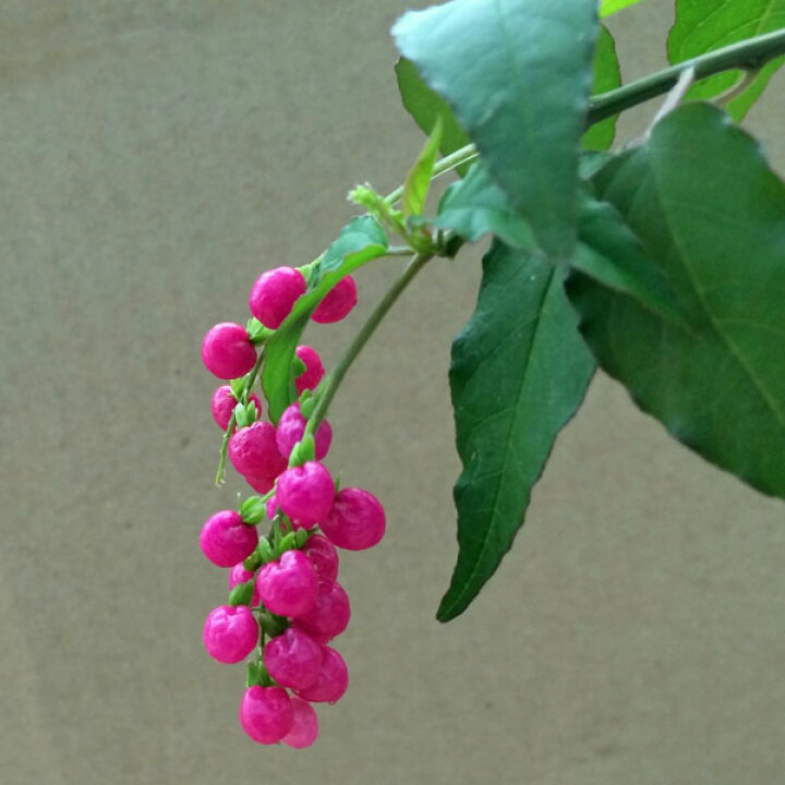 楽天市場 草花の苗 ジュズサンゴ 数珠珊瑚 モモタマ 桃玉 3 5号ポット 園芸ネット プラス