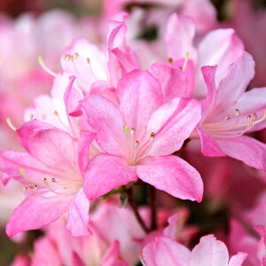 Ԗ ؂̕c/NccWFēsi݂Ɓj5|bg5Zbg