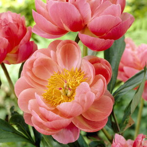 Ԃ̕c/VNNi䉖jFR[`[4|bg