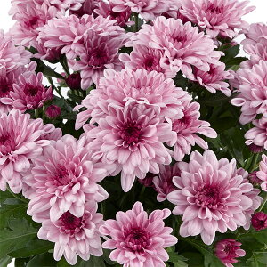 Ԃ̕c/i킯j|bgNTZ}E}EgI[rXN sN 3.5|bg