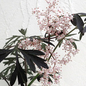 Ԗ ؂̕c/mjgRiG_[t[jFubN[X5|bg